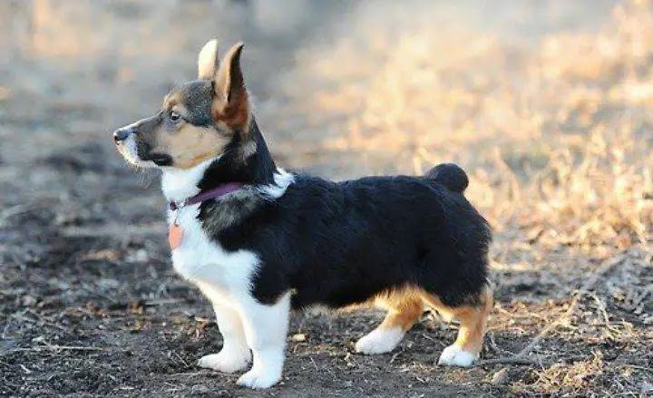 A Corgi and Beagle Mix
